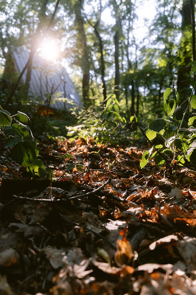 woodland_lodge_weblatvany